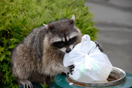 a raccoon digging in a trashcan