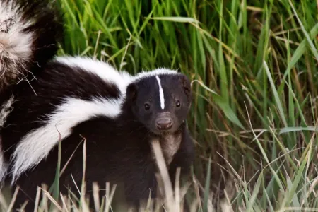 a skunk in a yard